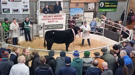 Roscommon Bred Heifer Takes Top Price At Angus Sale In Carrick