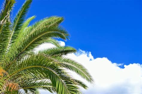 Premium Photo Green Palm Branches Under A Cloudy Sky