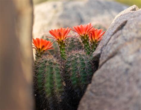 Arizona Desert Spring Flowers / Arizona wildflower forecast: Here's why 2019 should be a ...