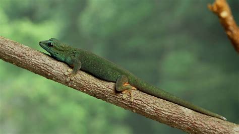 Electric Blue Gecko Singapore Zoo