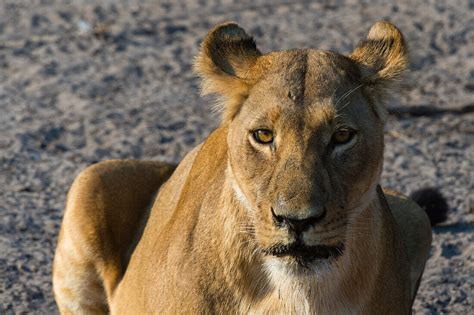 Portrait Of A Lioness Panthera Leo In License Image