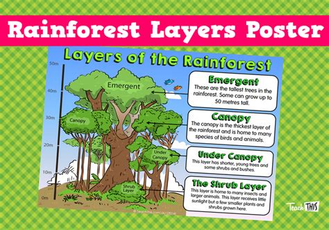 Explore The Wonders Of The Rainforest With This Educational Poster