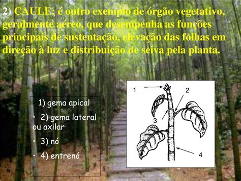 PPT VEGETATIVOS Raízes caules e folhas REPRODUTIVOS Flores