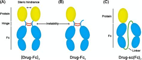 The Structures Of A Series Of Fc Fusion Proteins A The Structure Of