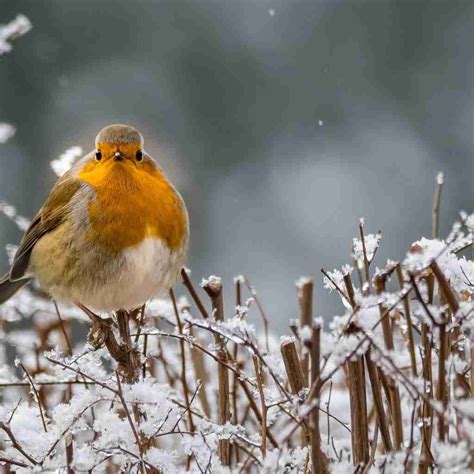 10 Easy Ways To Enjoy Nature In The Winter - The Outdoor Apothecary