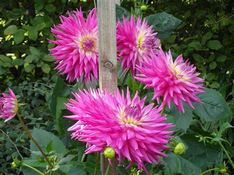 Dahlia Pink Jupiter Valley Gardens Harrogate North Yorkshire