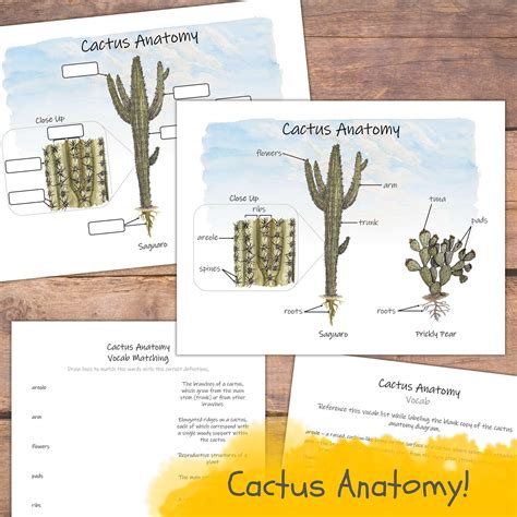 Parts Of A Cactus Labeled And Unlabeled Diagrams Vocab List And