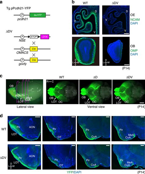 Targeting Of M T Cell Axons To The Olfactory Cortex Oc In The Absence