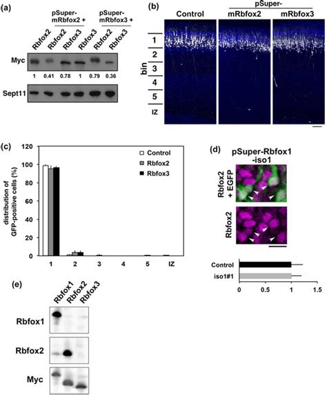 Role Of Rbfox And Rbfox In Neuronal Migration During Mouse Brain