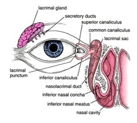 Blocked Tear Duct In Adults Symptoms - reviziondream