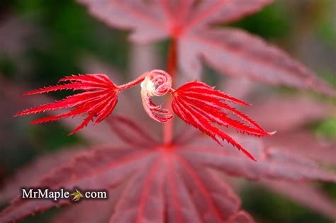 Buy Acer Palmatum Pixie Japanese Maple — Mr Maple │ Buy Japanese Maple Trees