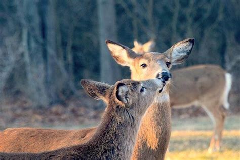 Deer Hunting Terms Phrases And Slang Anthonyarms