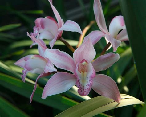 Orquídea Cymbidium Más de 1000 PLANTAS Y FLORES del mundo