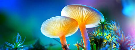 Scientists want to study your at-home psychedelic mushroom experiences