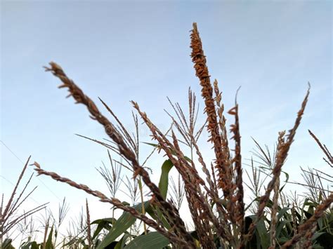 This is a Flower from a Corn Plant Stock Image - Image of circle, plant ...