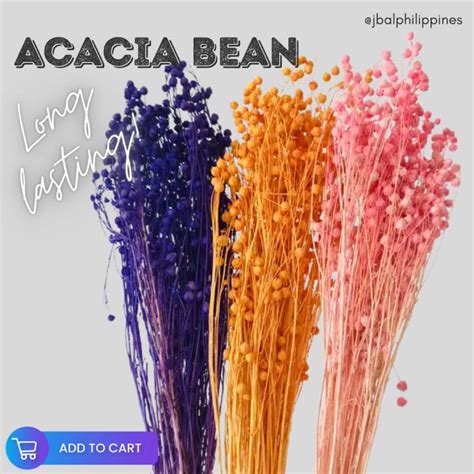 Dried Acacia Bean Preserved Dried Flowers Lazada Ph