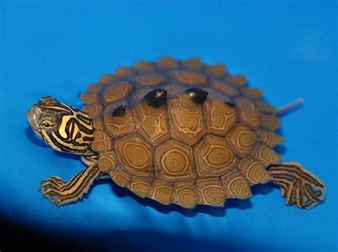 Black knobbed map turtle - Alchetron, the free social encyclopedia