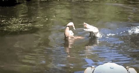 This Swamp Tour Guide Went Viral After Feeding Alligators From His