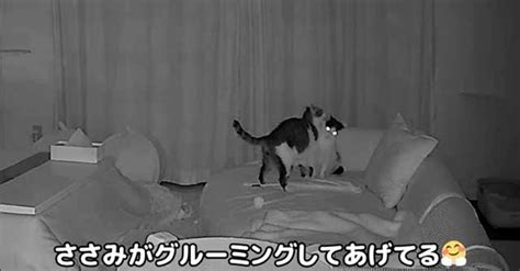 ペットカメラが捉えた“愛猫たちの深夜の姿”に驚愕！ 飼い主が寝ている間に繰り広げられる光景が「想像以上」 ねとらぼ