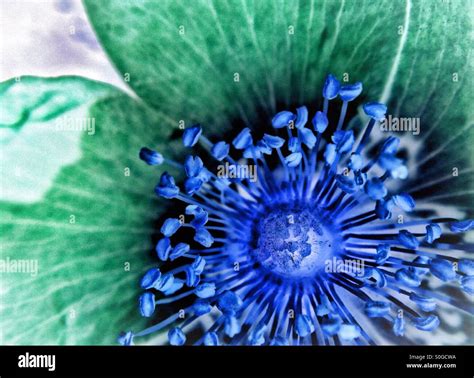 Colour Inverted Image Of A Wild Rose Stock Photo Alamy