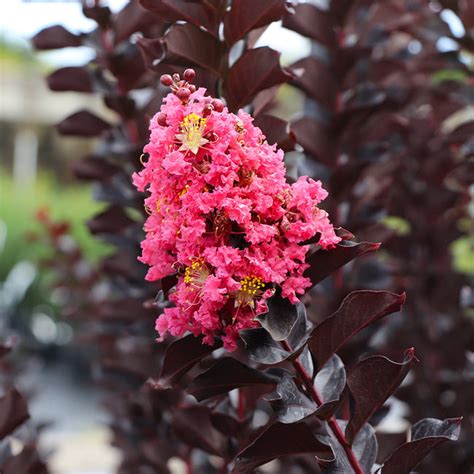 Thunderstruck™ Coral Boom™ Crape Myrtle Trees