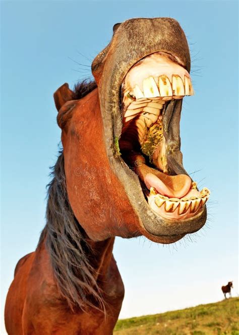 Funny Horse stock photo. Image of laughter, nose, mouth - 8523542