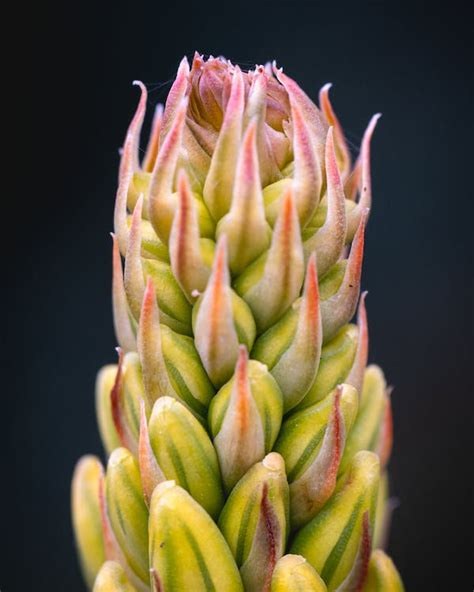 Prickly Green Plant · Free Stock Photo