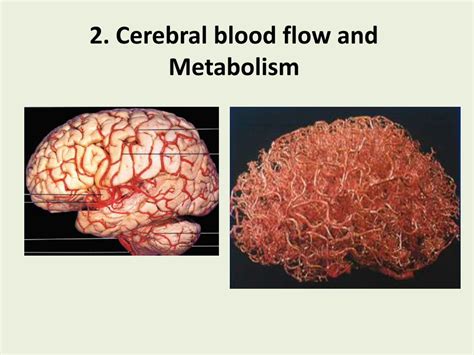 PDF 2 Cerebral Blood Flow And Metabolism Brain Physics Model Of