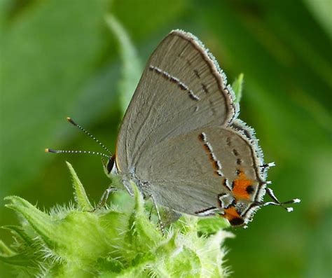 Need Id Please Strymon Melinus Bugguide Net