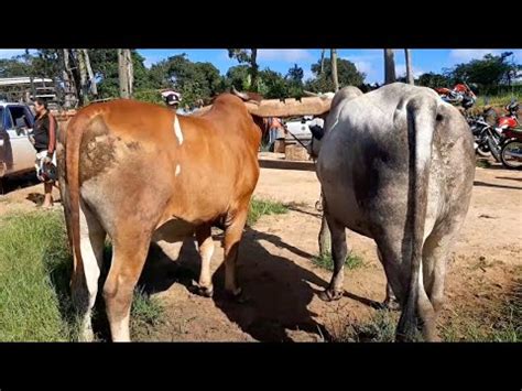 Feira Do Gado Na Cidade De S O Benedito Cear Dia Uma Feira