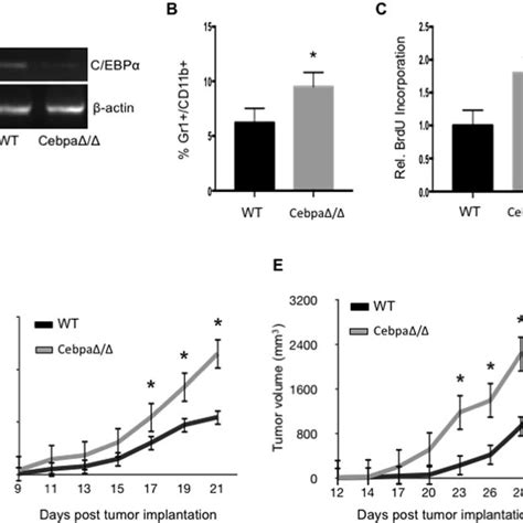 Tumor growth is accelerated in CebpaΔ Δ mice Gr 1 CD11b cells were