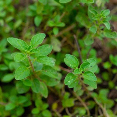 Horta De Pancs Cantos Da Mata