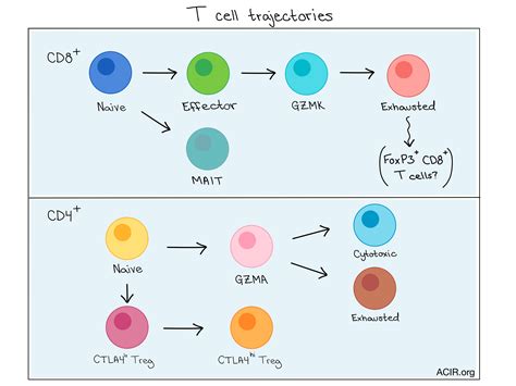 Landscape Of Infiltrating T Cells In Liver Cancer Revealed By Single