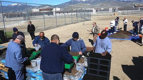 Northern Nevada Correctional Center inmates helping grow sagebrush to ...