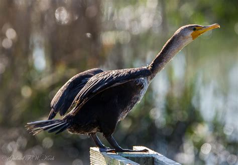 Wallpaper Sunlight Water Nature Grass Wings Feathers Wildlife