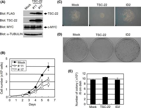 Regulation Of C‐myc Transcriptional Activity By Transforming Growth