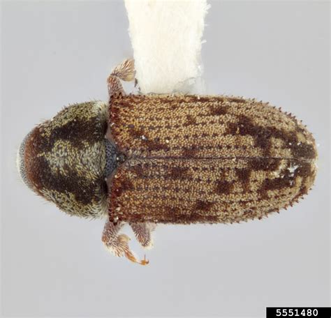 Douglas Fir Pole Beetle Pseudohylesinus Nebulosus