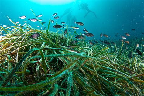 Posidonia Oce Nica La Planta Esencial Del Mediterr Neo Fundaci N Aquae