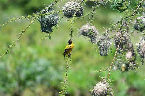 Village Weaver Bird Spotted Backed Free Photo On Pixabay