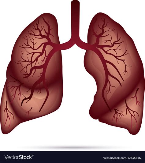 Human Lungs Anatomy For Asthma Tuberculosis Vector Image