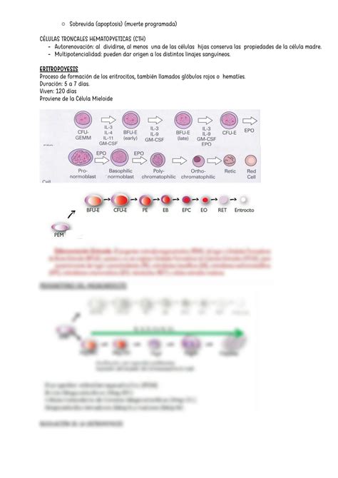 Solution Hematopoyesis Y Metabolismo Del Hierro Studypool