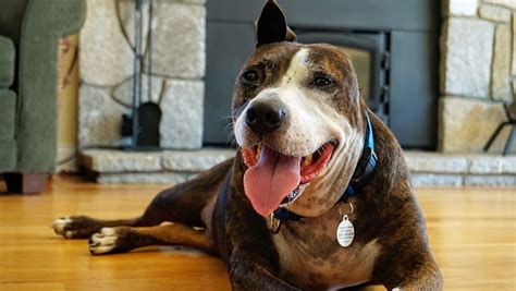 Meet A One Eared Dog Named Van Gogh Who Paints With His Tongue