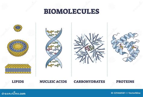 Biomolecules Or Biological Molecules Type Collection In Outline Diagram