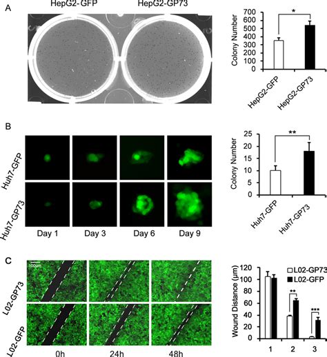 Gp Facilitates Csc Generation In Hepg And Huh Cells A Hepg Gfp