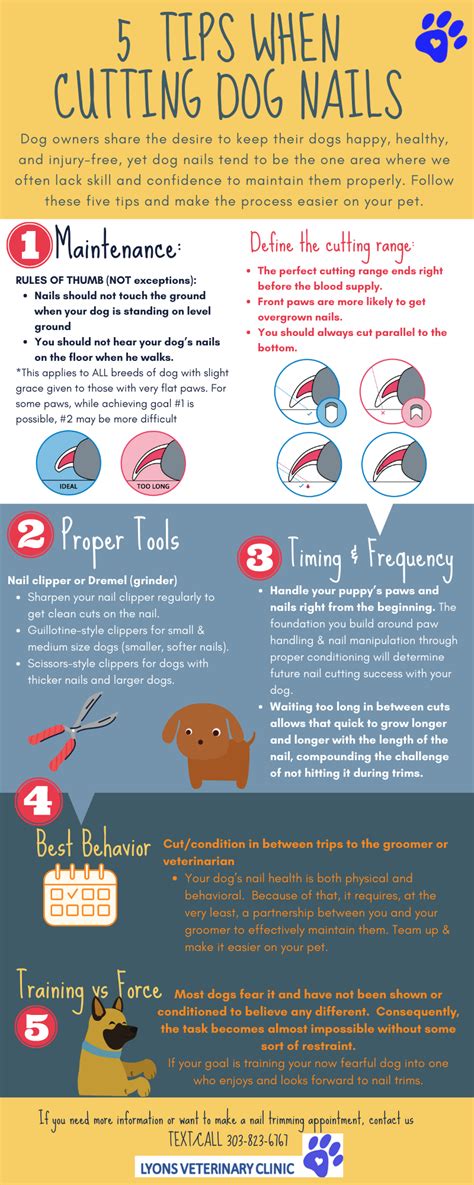 Five tips when cutting dog nails - LYONS VETERINARY CLINIC