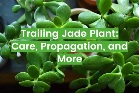 Trailing Jade Plant Care And Propagation Tips Flowersprofy