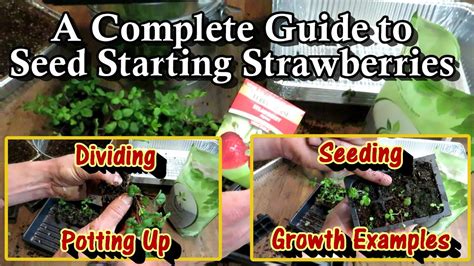 A Complete Strawberry Seed Starting Guide Seeding Growth Examples