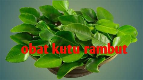 DAUN JERUK PURUT PEMBASMI KUTU RAMBUT MANFAAT DAUN JERUK PURUT