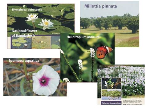 Plant Diversity Of Tanguar Haor Source IUCN Report On Tanguar Haor