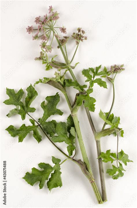 Heracleum Spondylium Berce Spondyle Photos Adobe Stock